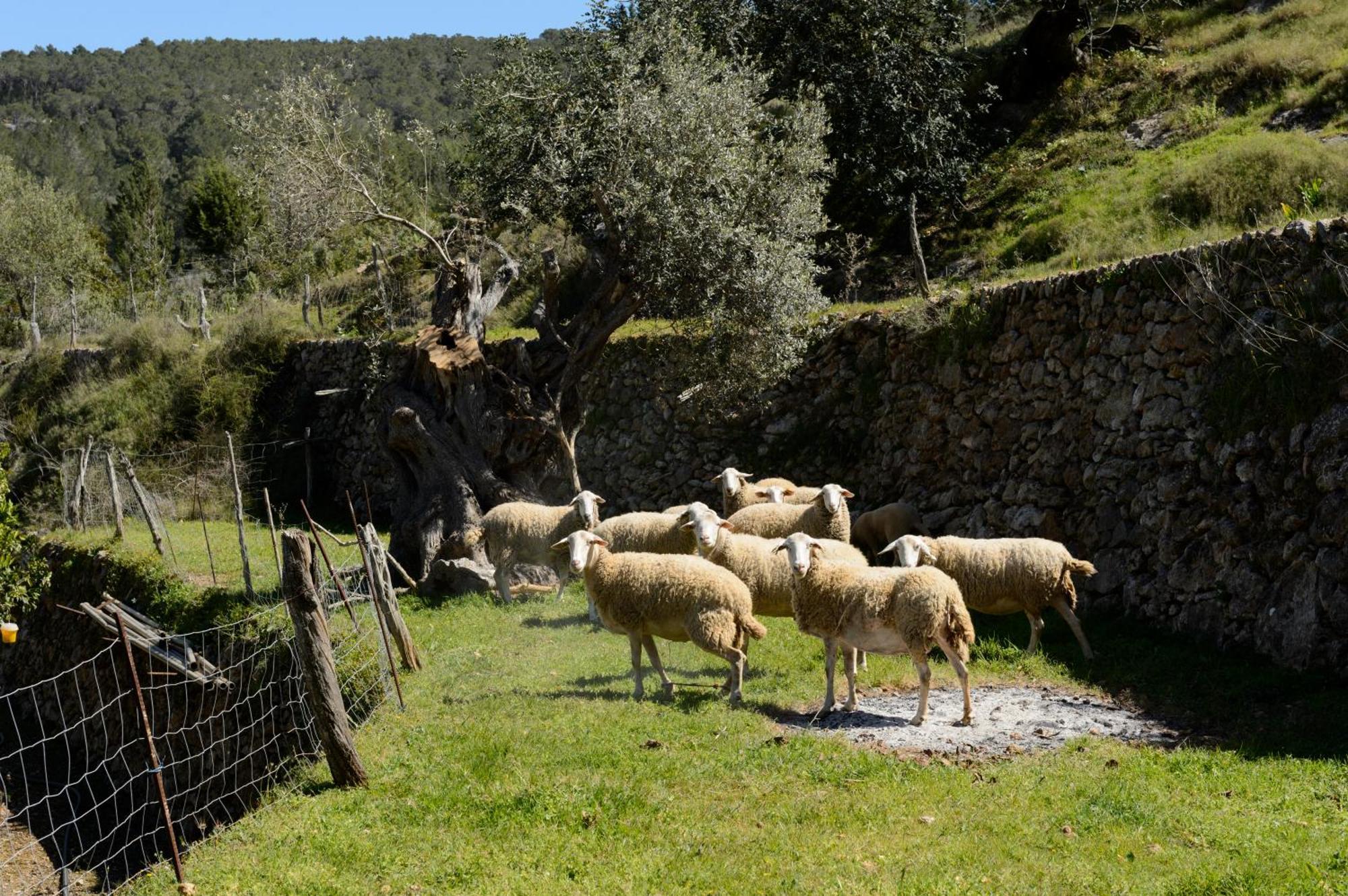 Valley Club Ibiza - Boutique Agroturismo Sant Joan De Labritja Exteriér fotografie